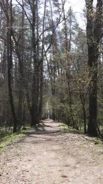 Ormandaki bir yolun dikey videosu