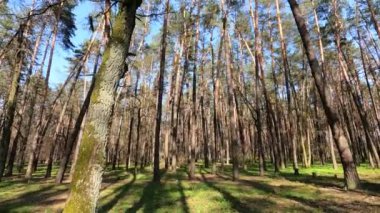 Gün boyunca çam ağaçlarıyla ormanda ağır çekimde yürümek.