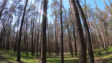 Gün boyunca çam ağaçlarıyla ormanda ağır çekimde yürümek.