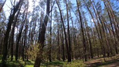 Gün boyunca çam ağaçlarıyla ormanda ağır çekimde yürümek.