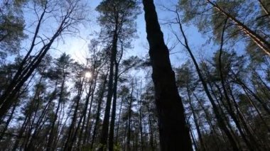 Gün boyunca çam ağaçlarıyla ormanda ağır çekimde yürümek.