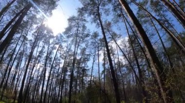 Gün boyunca çam ağaçlarıyla ormanda ağır çekimde yürümek.