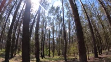 Gün boyunca çam ağaçlarıyla ormanda ağır çekimde yürümek.