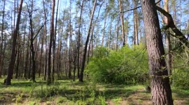 Gün boyunca çam ağaçlarıyla ormanda ağır çekimde yürümek.