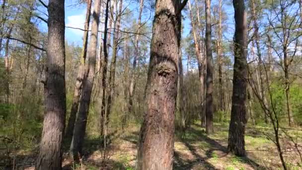 Tagsüber durch den Wald mit Kiefern spazieren, Zeitlupe — Stockvideo