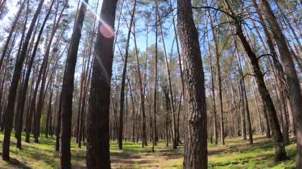 Гуляя днем по лесу с соснами, замедляйте движение — стоковое видео