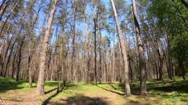 Gün boyunca çam ağaçlarıyla ormanda ağır çekimde yürümek.