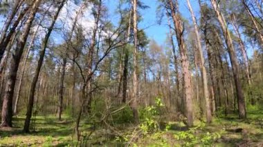 Gün boyunca çam ağaçlarıyla ormanda ağır çekimde yürümek.