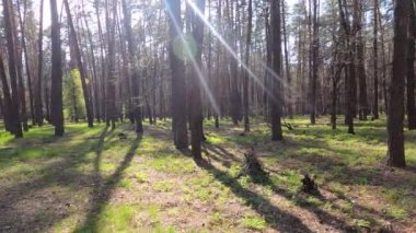 Gün boyunca çam ağaçlarıyla ormanda ağır çekimde yürümek.