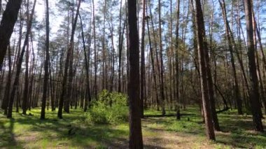 Gün boyunca çam ağaçlarıyla ormanda ağır çekimde yürümek.