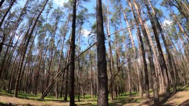 Gün boyunca çam ağaçlarıyla ormanda ağır çekimde yürümek.