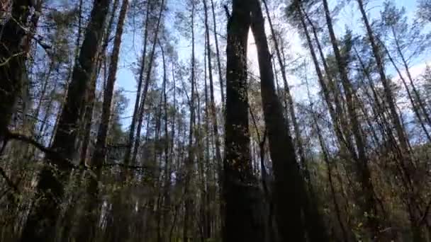 Berjalan melalui hutan dengan pohon pinus selama siang hari POV, gerakan lambat — Stok Video