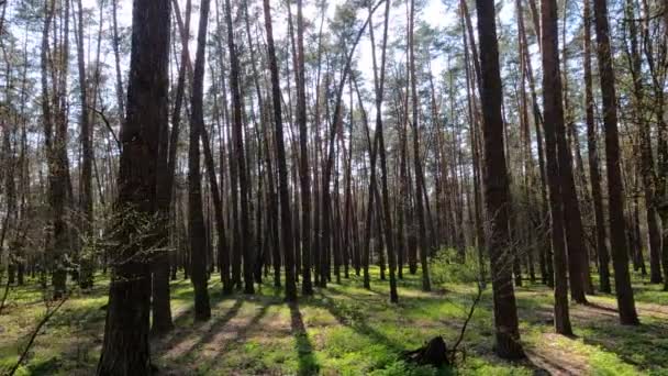 Passeggiando nella foresta con pini durante il giorno POV, rallentatore — Video Stock