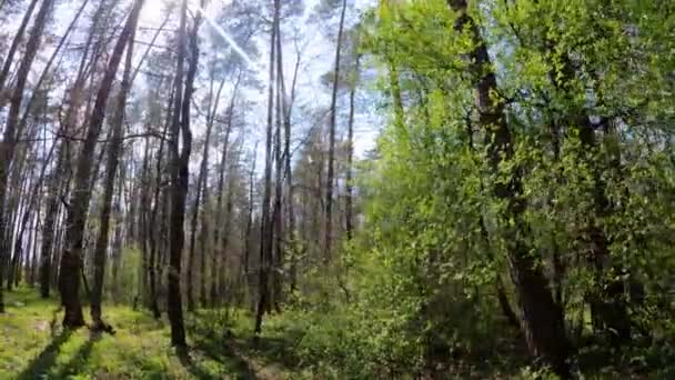 Прогулянки по лісу з сосновими деревами протягом дня ПОВ, повільний рух — стокове відео