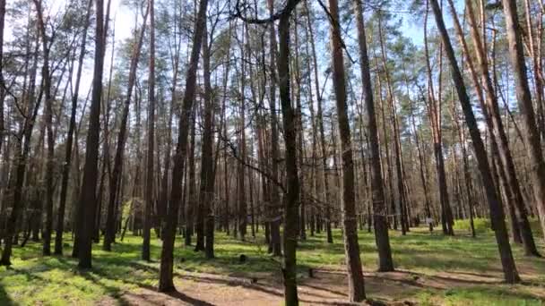 Séta az erdőben fenyőfákkal nappal POV, lassított felvétel — Stock videók