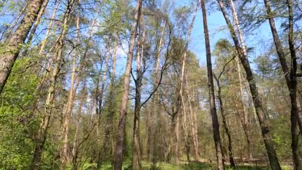 Прогулянки по лісу з сосновими деревами протягом дня ПОВ, повільний рух — стокове відео