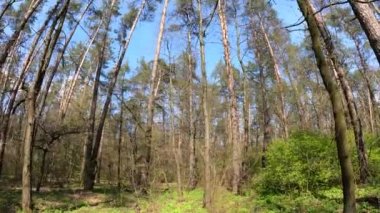Gün boyunca çam ağaçlarıyla ormanda ağır çekimde yürümek.