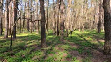 Gün boyunca çam ağaçlarıyla ormanda ağır çekimde yürümek.