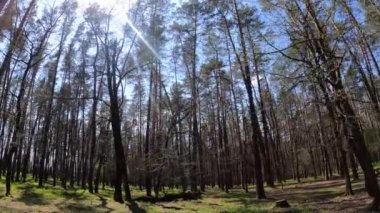 Gün boyunca çam ağaçlarıyla ormanda ağır çekimde yürümek.