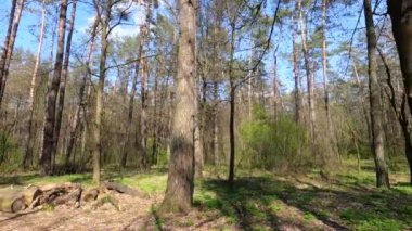 Gün boyunca çam ağaçlarıyla ormanda ağır çekimde yürümek.