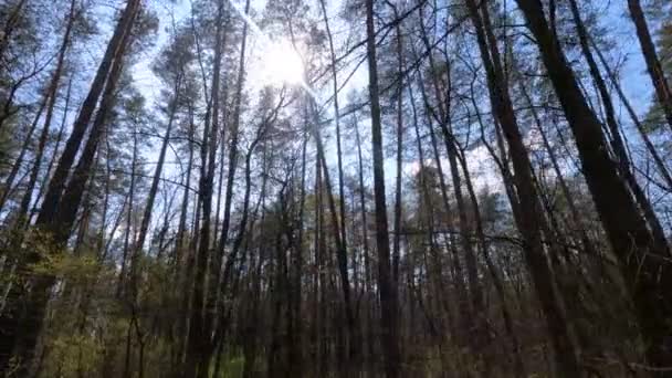 Séta az erdőben fenyőfákkal nappal POV, lassított felvétel — Stock videók