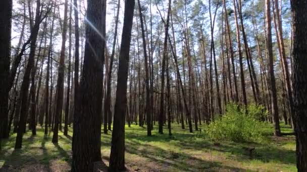 在白天与松树在森林中散步，动作缓慢 — 图库视频影像