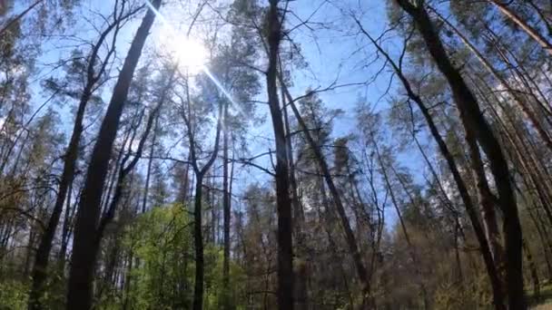 เดินผ่านป่าด้วยต้นสนในช่วงกลางวัน POV, การเคลื่อนไหวช้า — วีดีโอสต็อก