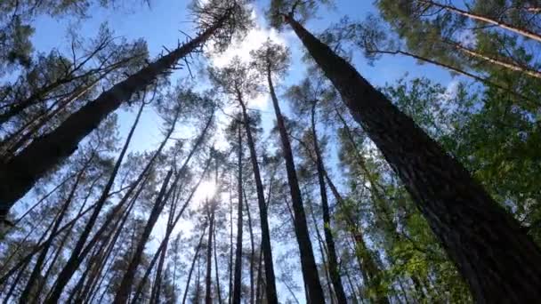 日中は松の木と森の中を歩くPOV,スローモーション — ストック動画