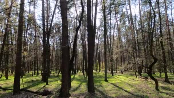 Tagsüber durch den Wald mit Kiefern spazieren, Zeitlupe — Stockvideo