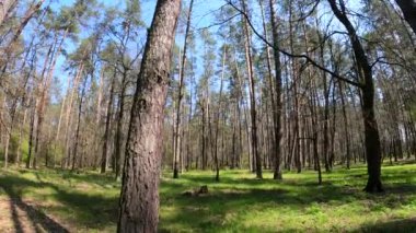 Gün boyunca çam ağaçlarıyla ormanda ağır çekimde yürümek.
