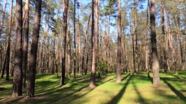 Gün boyunca çam ağaçlarıyla ormanda ağır çekimde yürümek.