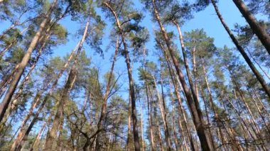 Gün boyunca çam ağaçlarıyla ormanda ağır çekimde yürümek.