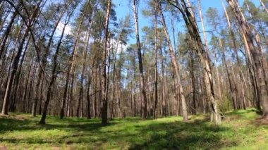Gün boyunca çam ağaçlarıyla ormanda ağır çekimde yürümek.