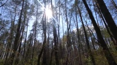 Gün boyunca çam ağaçlarıyla ormanda ağır çekimde yürümek.