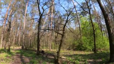 Gün boyunca çam ağaçlarıyla ormanda ağır çekimde yürümek.