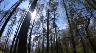 Gün boyunca çam ağaçlarıyla ormanda ağır çekimde yürümek.