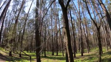 Gün boyunca çam ağaçlarıyla ormanda ağır çekimde yürümek.