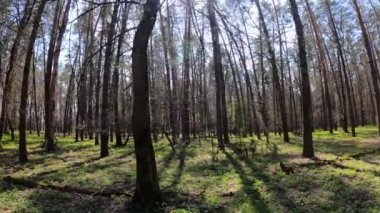 Gün boyunca çam ağaçlarıyla ormanda ağır çekimde yürümek.