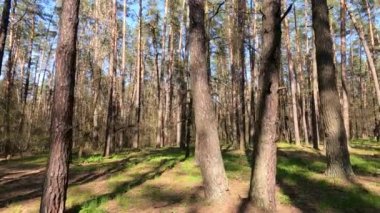 Gün boyunca çam ağaçlarıyla ormanda ağır çekimde yürümek.
