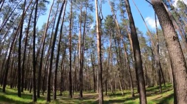 Gün boyunca çam ağaçlarıyla ormanda ağır çekimde yürümek.
