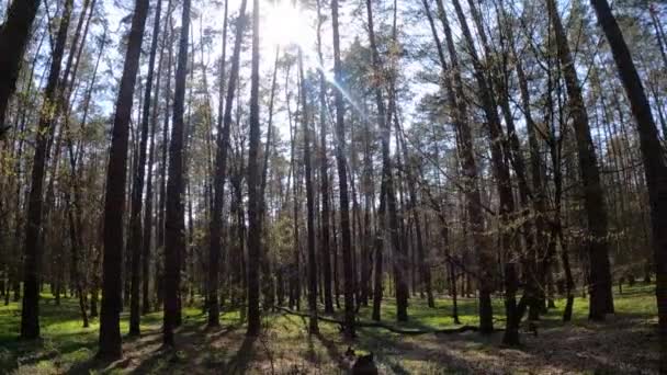 Tagsüber durch den Wald mit Kiefern spazieren, Zeitlupe — Stockvideo