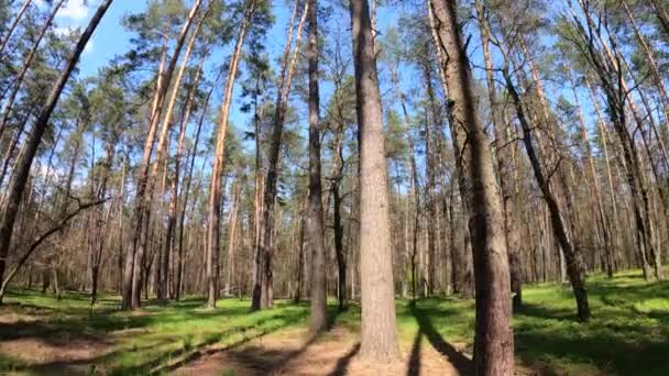 日中は松の木と森の中を歩くPOV,スローモーション — ストック動画