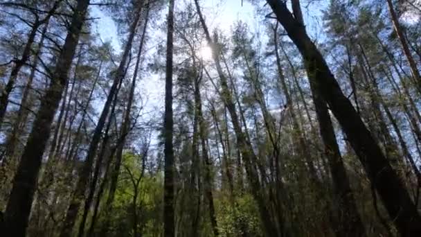 Tagsüber durch den Wald mit Kiefern spazieren, Zeitlupe — Stockvideo