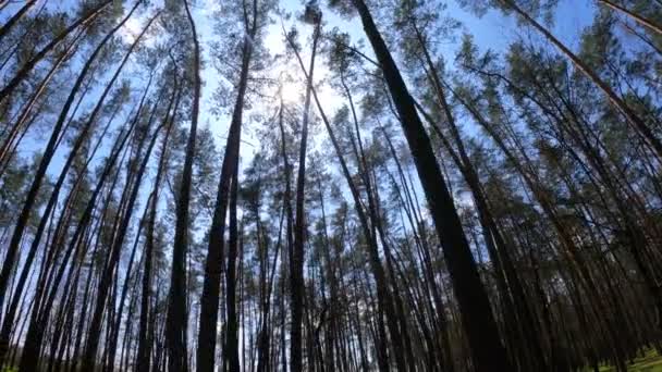 Tagsüber durch den Wald mit Kiefern spazieren, Zeitlupe — Stockvideo