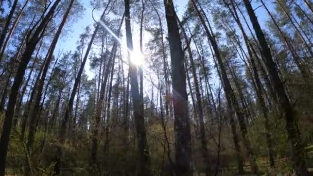 Caminando por el bosque con pinos durante el día POV, cámara lenta — Vídeo de stock