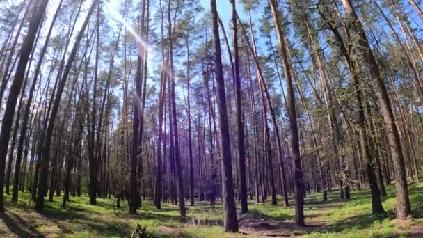 Procházka lesem s borovicemi během dne POV, zpomalení — Stock video