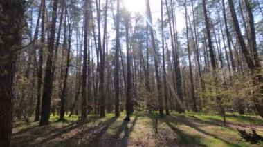 Gün boyunca çam ağaçlarıyla ormanda ağır çekimde yürümek.