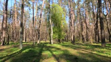 Gün boyunca çam ağaçlarıyla ormanda ağır çekimde yürümek.