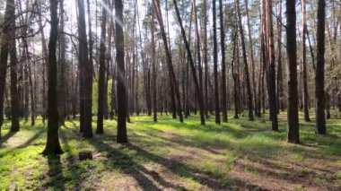 Gün boyunca çam ağaçlarıyla ormanda ağır çekimde yürümek.