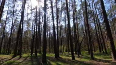 Gün boyunca çam ağaçlarıyla ormanda ağır çekimde yürümek.